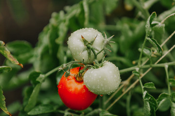 Red and green tomatoes weigh on green branch after rain