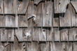 © Timothy - Wooden shake shingles are on the side of a building. The wood is old and graying. Some shingles are broken.