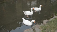 White Geese Swim In A Lake On A Farm. Water Birds.