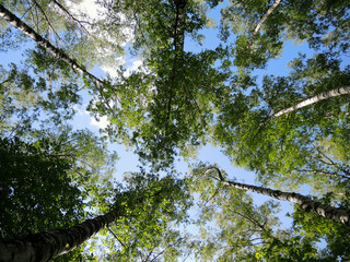 Treetops in the sky