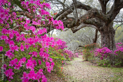 Magnolia Plantation Gardens Charleston South Carolina Usa