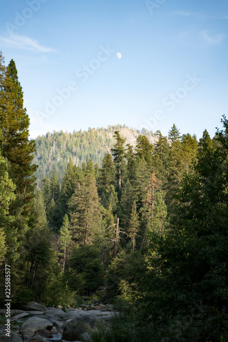 Trees And Moon In Wawona Yosemite Swinging Bridge Hike