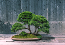 bonsai-tree-free-stock-photo-public-domain-pictures