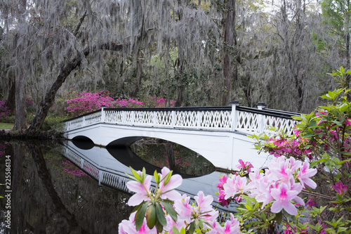 Magnolia Plantation Gardens Charleston South Carolina Usa