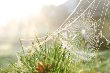 cobweb on wild meadow, closeup view