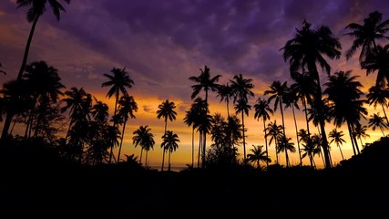 Wall Mural - Silhouette of coconut palm tree at sunset on tropical beach