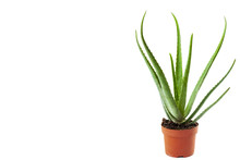 Alternative Medicine And Naturist Remedies Concept With An Aloe Vera Plant In A Orange Pot With A Clipping Path Cutout With Copy Space