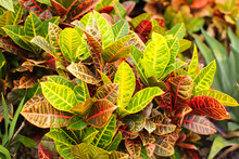 Colorful Croton Leaves Background. Beautyful Natural Backdrop With Croton Plant In Sunny Day At Ptropical Park