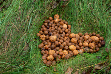 Walnuts kernels on green grass with natural background, Whole walnut in a metal plate. Walnuts. Walnuts an market. Healthy