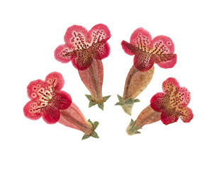 Wall Mural - Pressed and dried flower kohleria, isolated on white