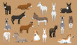 Various Donkey Breeds Cartoon Vector Characters