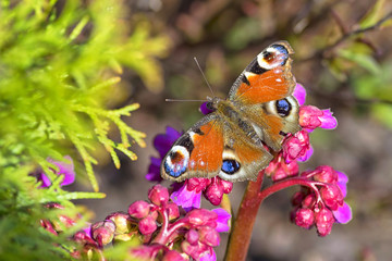 Butterfly with spreading colored wings on a close-up flower