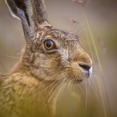 Canvas Print - Portrait of vigilant European Hare in grass