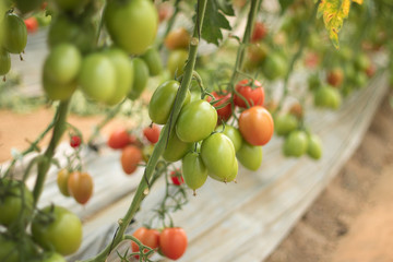 Wall Mural - Organic tomatoes in greenhouse growing young 4