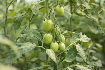 Wall Mural - Organic tomatoes in greenhouse growing young 2