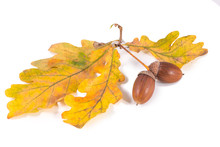 Big Brown Acorns On Oak Leaves White Background