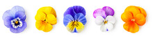 Pansy Viola Tricolor Flowers Set