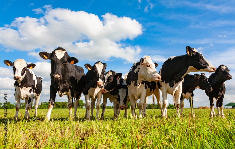 Holstein cows in the pasture Stock Photo | Adobe Stock