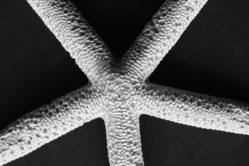 Black and white close up picture of a starfish on a dark background, selective focus.