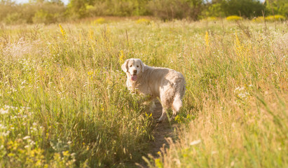 Wall Mural - golden retriever meadow