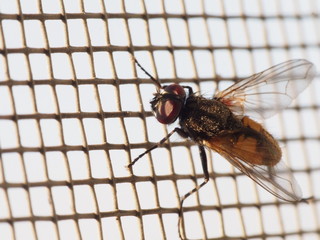 fly on mosquito net macro