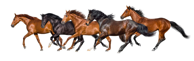 Wall Mural - herd of horses run gallop isolated on white