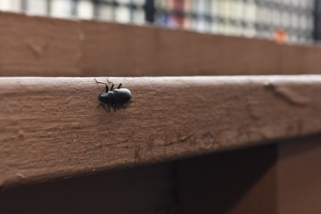 insect