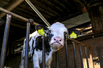 Little dairy calf in a stable looking sad.