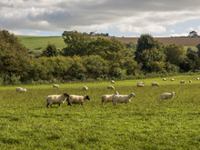 Sheep Grazing In A Meadow At The Foot Of The South Downs Near Clayton, Sussex, UK
