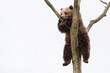 Young brown bear in a tree