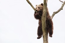 Young Brown Bear In A Tree