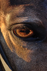 Poster - brown horse eye