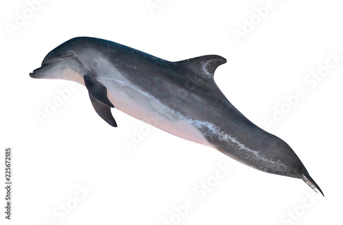 Cuadros en Lienzo isolated grey bottlenose dolphin