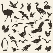 Birds Big Collection, Stylized Vector Silhouettes, Wildlife Template