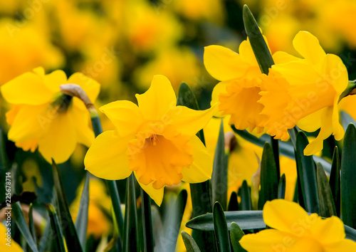 Beautiful yellow daffodils Tableau sur Toile