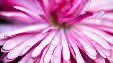 Pink Daisy With Drops Of Dew