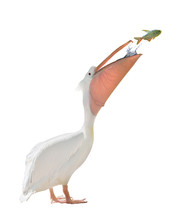 Large Standing Pelican And Jumping Fish On White