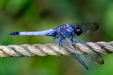 Poster - Japanese blue dragonfly on a rope fence close profile