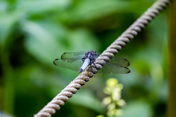 Wall Mural - Japanese blue dragonfly on a rope fence from behind