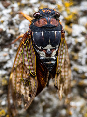 Wall Mural - Cicada on the wall from the back