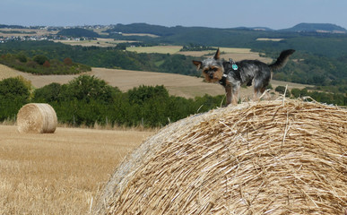 Kleiner  Hund große Welt