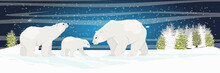 Two Adult White Polar Bear And Cub Walks Through The Snow. Mother, Father And Child. A Family. Spruce Forest And Plains. Starry Night In The North. Landscapes Of The Arctic.