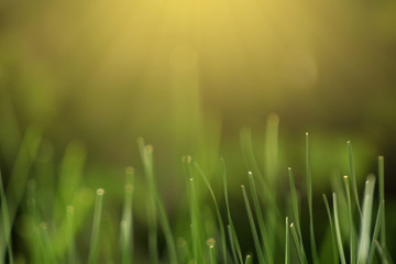 Wall Mural - closeup shot of young green grass shooting up in air with blur dark background and morning ray light shining from top. Copy space available for advertising text, logo, products