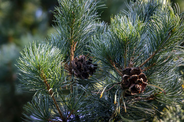 Wall Mural - Macro of green and silvery pine Pinus parviflora Glauca needles with dark cones. All in natural sunlight. Nature concept for design.