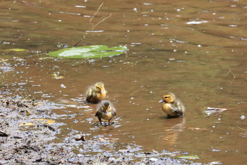 Small ducks at the lake