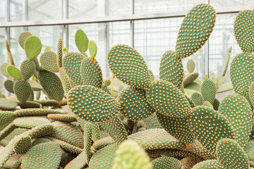 Opuntia Cactus Plant  Background