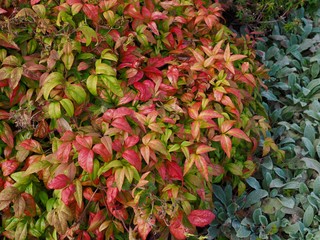 Canvas Print - Nandina