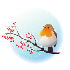 Red robin perched on branch with red berries. Winter season with falling snow. Vector illustration isolated on white background.