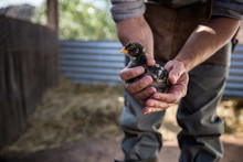 Farmer Holding A Chick In Hands