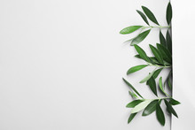 Twigs With Fresh Green Olive Leaves On Light Background, Top View. Space For Text
